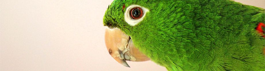 Vogelbedarf preiswert kaufen im Online-Shop von Paulas Tiershop